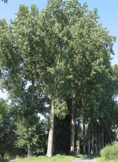 Populus x canadensis © Rasbak/via wikipedia - CC BY 3.0