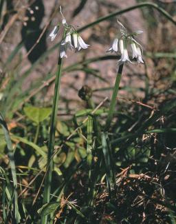 Allium triquetrum © BOTANIK IM BILD / http://flora.nhm-wien.ac.at