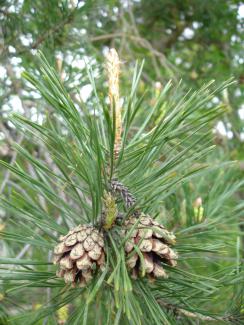 Pinus sylvestris © MPF - via Wikipedia - CC BY-SA 2.5