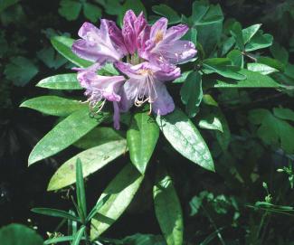 Rhododendron ponticum BOTANIK IM BILD / http://flora.nhm-wien.ac.at