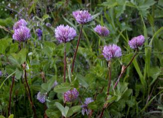 Trifolium pratense sat. © BOTANIK IM BILD / http://flora.nhm-wien.ac.at