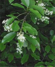 Prunus serotina © Rasbak/via wikipedia - CC BY 3.0