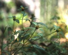 Bidens frondosa © BOTANIK IM BILD / http://flora.nhm-wien.ac.at