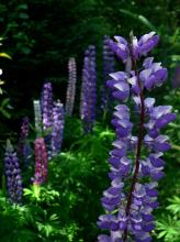 Lupinus perennis © Theendofforever at English Wikipedia via wikipedia – CC BY 2.5