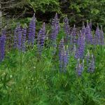  Lupinus polyphyllus BOTANIK IM BILD / http://flora.nhm-wien.ac.at