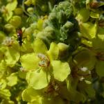 Verbascum speciosum © BOTANIK IM BILD / http://flora.nhm-wien.ac.at