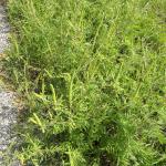 Road verge infested with ragweed